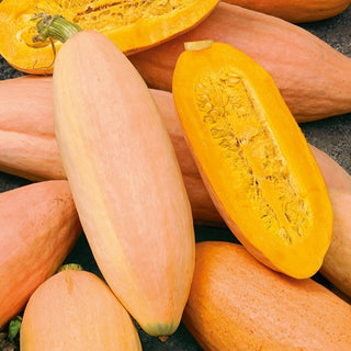 Zucca - Pink Banana Jumbo - Produttiva e decorativa varietà