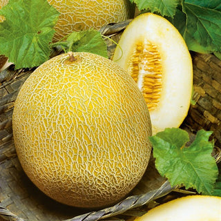 Melone - Oranje Ananas - Polpa succosa ricca di sole - Cucumis melo