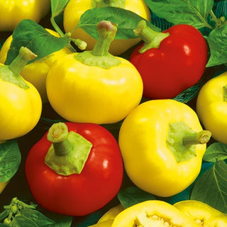 Peperoncino - Alma Picante - Piccante, leggermente dolce, colorata