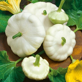 Zucchino Patisson Blanc - Cremosa, precoce e produttiva - Semi Premium