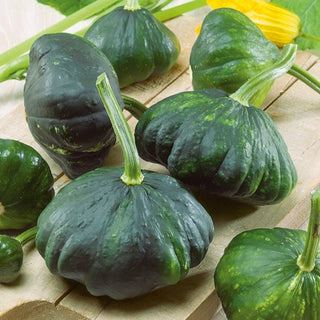 Zucchino Patisson Verde - Decorativo e commestibile, frutto tenero - Semi Premium