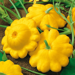 Zucchino Patisson Giallo - Delicato, gustoso per conserve - Semi Premium