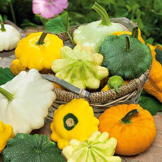 Zucchino Patisson - Miscuglio - Colori assortiti, decorativi e gustosi - Semi Premium