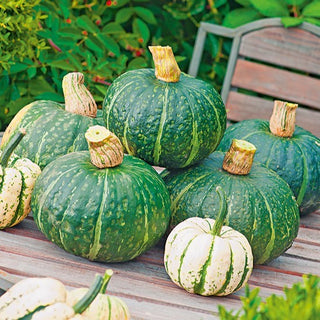 Zucca Delica F1 - Deliziosa zucca dalla buccia verde