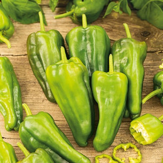 Peperoncino Padron - Conica, leggermente piccante, spagnola