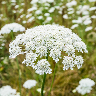 Carota selvatica - Delicate ombrelle bianche, perfette per i prati selvatici - Daucus carota