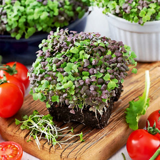 Microgreens - Mizuna Miscuglio - Delicatamente piccante e croccante - 100 g - Semi Premium