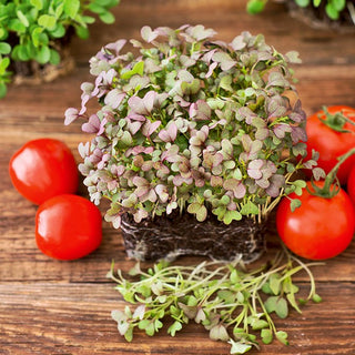 Semi per germogli - Mizuna rosso - Foglie belle, aroma intenso - 100 g - Semi Premium