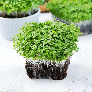 Microgreens - Mizuna verde - Carica naturale di vitamine - 100 g - Semi Premium