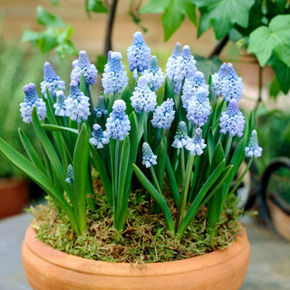 Muscari azureum - Freschezza primaverile nei toni del ghiaccio - 10 bulbi