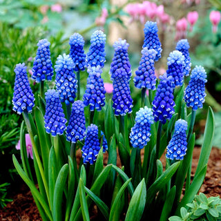 Muscari - Dark Eyes - Eleganza racchiusa in cespi - 5 bulbi