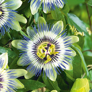 Passiflora - Gioiello rampicante per decorazione - Passiflora caerulea - Semi Premium