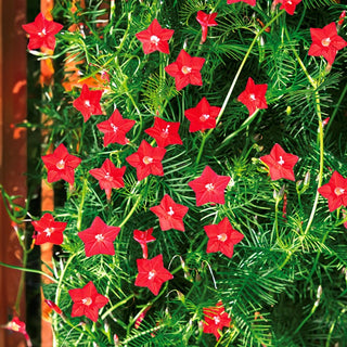 Ipomoea pennata - Rosso - Fiori decorativi a forma di stella per pergolati - Ipomoea pennata