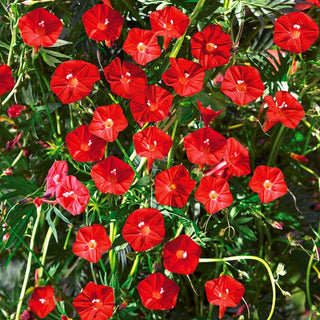 Ipomoea Quamoclit Cardinalis - Rosso intenso che attira le farfalle - Ipomoea quamoclit Cardinalis