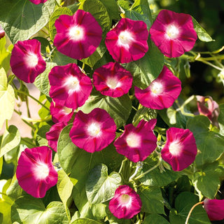 Ipomoea - Scarlet O'Hara - Tocco romantico in giardino - Ipomoea nil