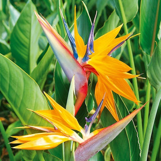 Uccello del Paradiso - Esotica e scenografica come un uccello del paradiso - Strelitzia reginae - Semi Premium