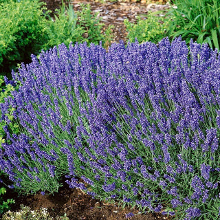 Lavender Hidcote Blue - Flowers with Captivating Fragrance and Extraordinary Beauty - Lavandula angustifolia - Premium Seeds