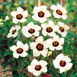 Ibisco Vescicoso - Adatta al clima caldo ornamentale per aiuole - Hibiscus trionum - Semi Premium