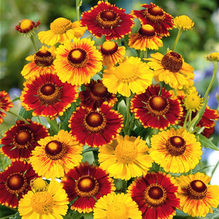 Elenio Autunnale - Ideale per posizioni soleggiate - Helenium autumnale - Semi Premium