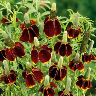 Ratibida - Fiori giallo-arancio imponenti - Ratibida columnifera