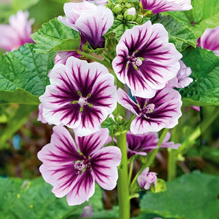 Malva Selvatica - Zebrina - Crescita vigorosa e rapida, fiori striati - Malva sylvestris - Semi Premium