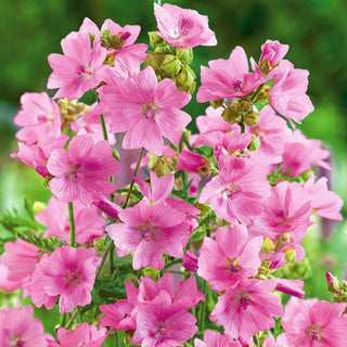 Malva Moschata - Rosa - Pianta perenne bassa che attrae api e farfalle - Malva moschata - Semi Premium