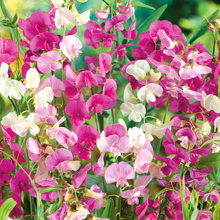 Cicerchia a Foglie Larghe - Piselli da cucina e da aiuola - Lathyrus latifolius