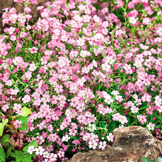 Gypsophila Strisciante - Miscuglio - Miscela eterea di colori pastello - Gypsophila repens