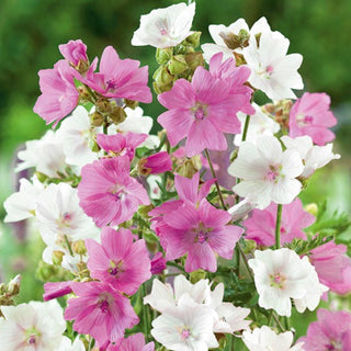 Malva Moschata - Miscuglio - Fiori pastello per tutta l’estate - Malva moschata - Semi Premium