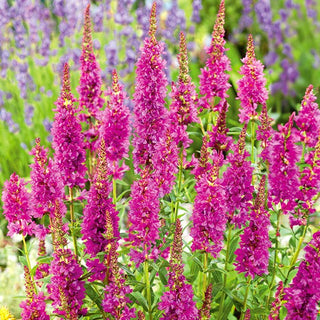 Salcerella comune - Rosy Gem - Aggiunta preziosa per un prato fiorito - Lythrum salicaria - Semi Premium