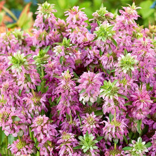 Monarda citriodora - Decorazione per aiuole e angoli di erbe aromatiche - Monarda citriodora - Semi Premium