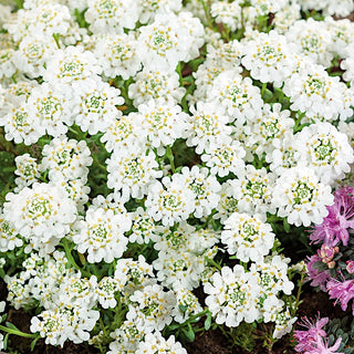 Iberide Sempreverde - Pianta tappezzante perenne a fiori densi - Iberis sempervirens - Semi Premium