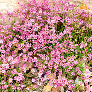 Gypsophila Strisciante - Rosa - Accento caldo e pastello per aiuole - Gypsophila repens