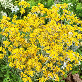 Elicriso Italico - Curry - Pregiato e ornamentale per giardini di erbe aromatiche - Helichrysum italicum