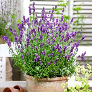 BIO Lavanda officinale - Profumo rilassante, proprietà preziose - Lavandula officinalis - Semi Premium