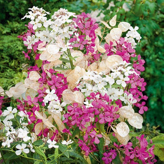 Moneta del Papa - Decorativa per tutta la stagione - Lunaria biennis - Semi Premium