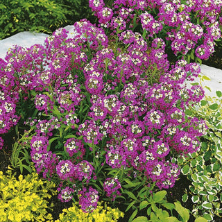 Alisso Nano - Lilla-viola - Fioritura abbondante, perfetta per bordure - Lobularia maritima