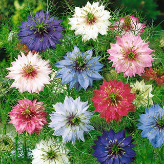 Nigella di Damasco - Miscuglio - Mosaico colorato di fiori estivi - Nigella damascena - Semi Premium