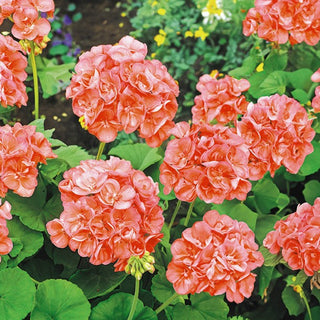 Geranio - Salmone - Ideale per balcone e terrazza - Pelargonium zonale