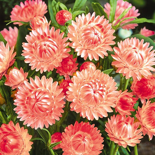 Elicriso - Salmone - Ideale per composizioni secche - Helichrysum bracteatum