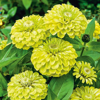 Zinnia fior di Dalia - Envy - Verde lime unico dei fiori - Zinnia elegans