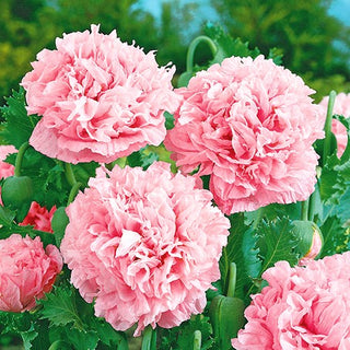 Papavero Fior di Peonia - Rosa Chiaro - Eleganza pastello delicata - Papaver paeoniflorum