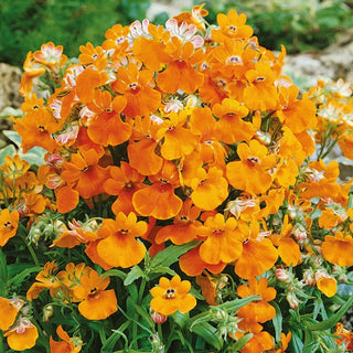 Nemesia - Orange Prince - Coltivazione eccellente e facile dai semi - Nemesia strumosa