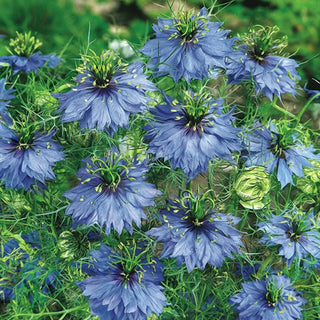 Nigella di Damasco - Blu - Fascino dei fiori azzurri - Nigella damascena - Semi Premium