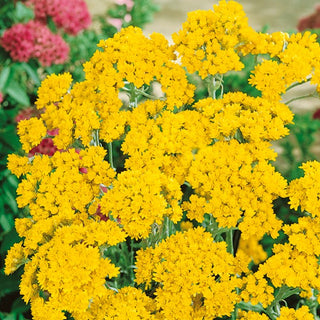 Helipterum - Dorate, abbondantemente striscianti capituli - Helipterum humboldtianum - Semi Premium