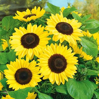 Girasole - Bambino - A bassa crescita e fioritura abbondante fino all’autunno - Helianthus annuus - Busta Grande - 100 g