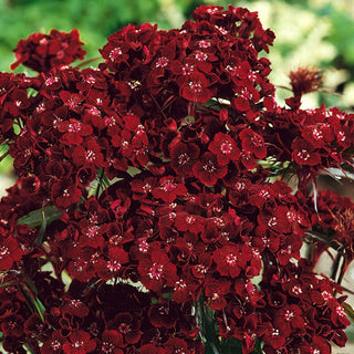 Clavel del Poeta - Black Magic - Varietà spettacolare, perfetta per fiore reciso - Dianthus barbatus
