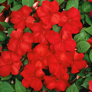 Impantiens o Fiore di Vetro - Rosso - Coltivazione facile e abbondante da piantine - Impatiens walleriana