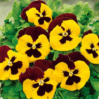 Viola del Pensiero - Red Wings - Fiori appariscenti in tonalità calde - Viola ×wittrockiana