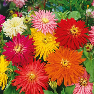 Zinnia fior di Cactus - Miscuglio - Esplosione di colori nel giardino estivo - Zinnia elegans